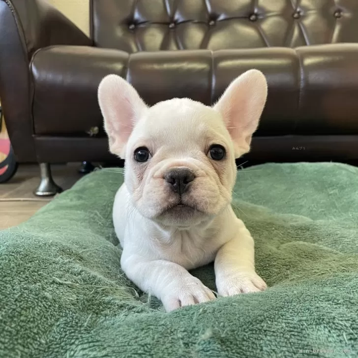 ID：2412-02249の子犬