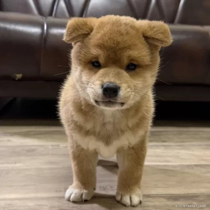 柴犬(標準サイズ)【滋賀県・男の子・2025年10月6日・赤】の写真1