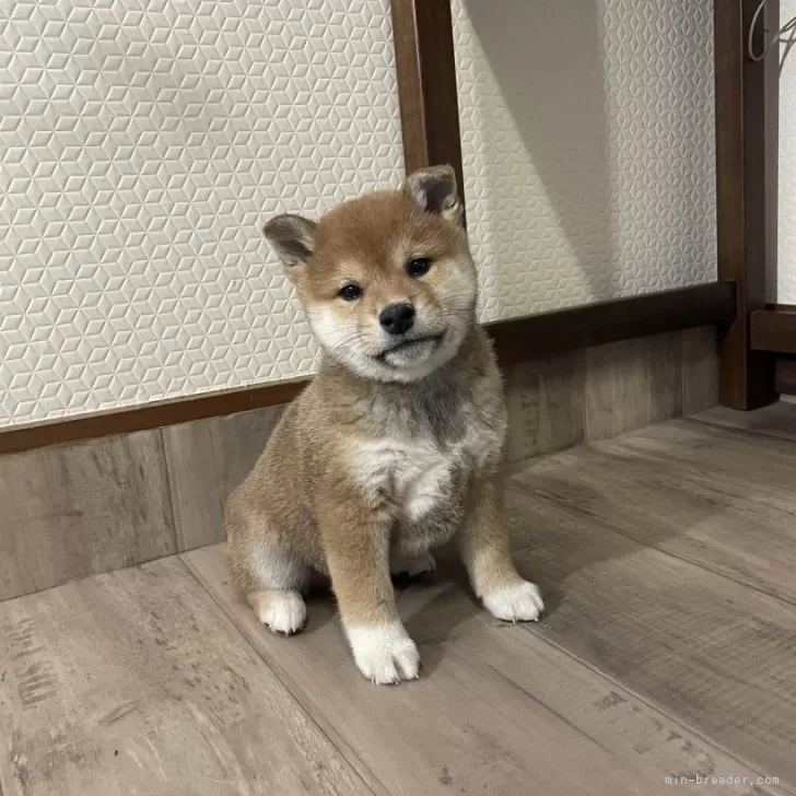 こまき 様のお迎えした子犬