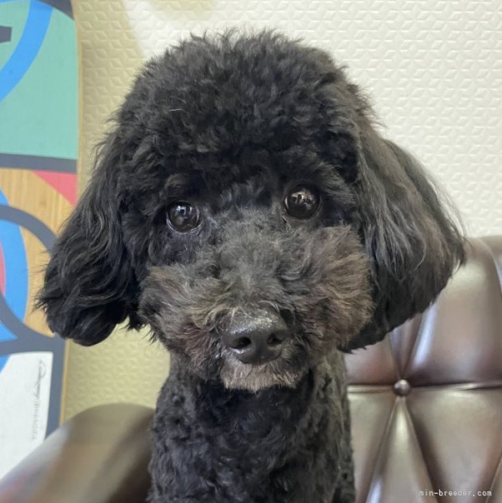 ブリーダー画像