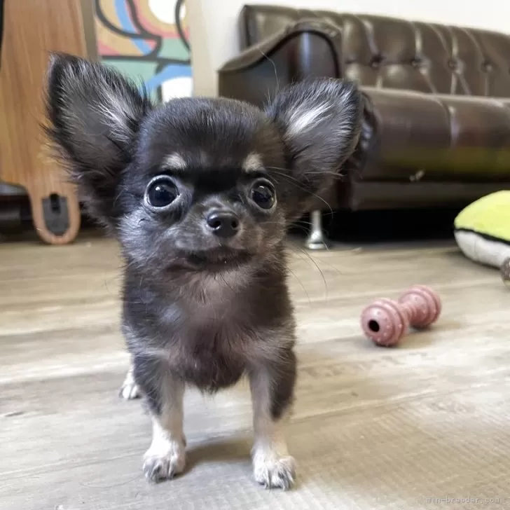 ID:2506-06469の子犬
