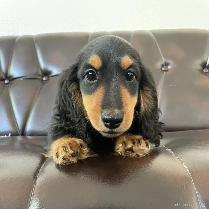 ID：2409-01331の子犬