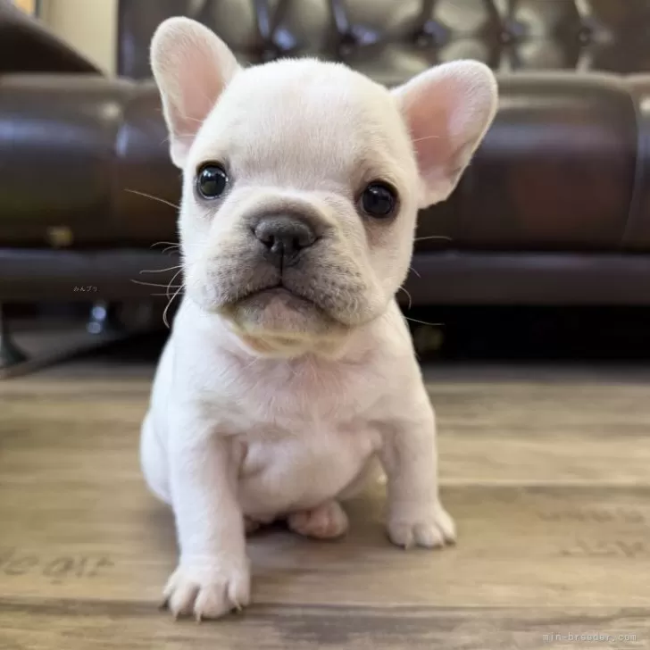 フレンチブルドッグ【滋賀県・女の子・2025年10月17日・クリーム】の写真1
