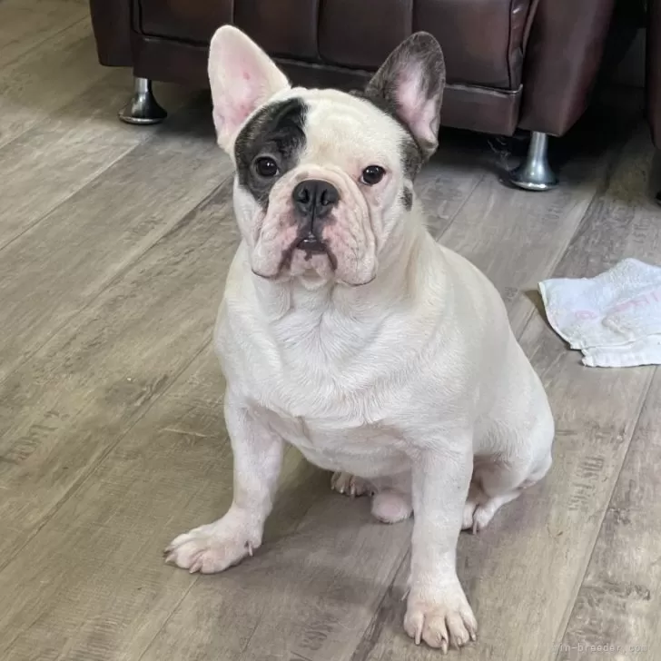 フレンチブルドッグ【滋賀県・男の子・2025年3月5日・パイド】の写真1