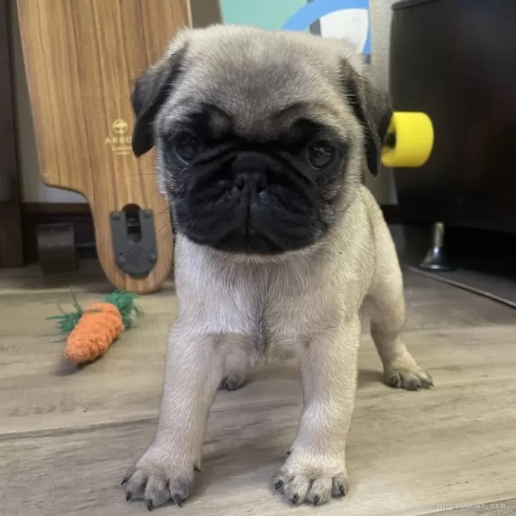 ID：2508-00907の子犬