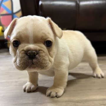 フレンチブルドッグ【滋賀県・男の子・2025年10月22日・クリーム】の写真「ぶーりぶりの濃いクリーム君🍦」