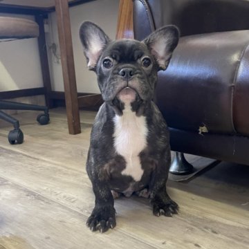 フレンチブルドッグ【滋賀県・男の子・2024年11月4日・ブリンドル】の写真「ブリっと君♡♡」