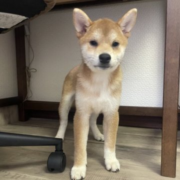 柴犬(標準サイズ)【滋賀県・女の子・2025年6月13日・赤】の写真「小さいサイズの女の子❤️」