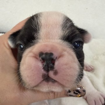 フレンチブルドッグ【滋賀県・男の子・2025年10月29日・パイド】の写真「ぶりぶりパイド君」