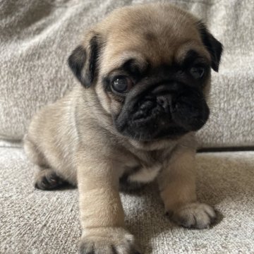 パグ【滋賀県・男の子・2025年6月27日・フォーン】の写真「得意技はヘソ天で白目むいて寝ることです❤️」