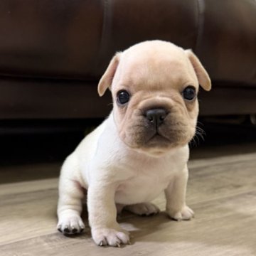 フレンチブルドッグ【滋賀県・男の子・2025年10月29日・クリーム】の写真「コロッコロのクリーム君🍦」