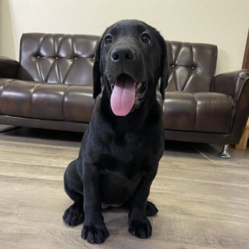 ラブラドールレトリバー【滋賀県・女の子・2025年5月9日・ブラック】の写真「おっとりちゃん🖤」