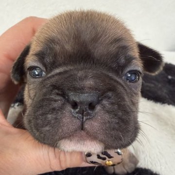 フレンチブルドッグ【滋賀県・女の子・2025年10月29日・フォーン】の写真「濃い色のフォーン姫♡」