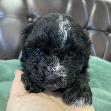 マルプー(マルチーズ×トイプードル)【滋賀県・女の子・2025年1月5日・ブラック】の写真「頭の白い毛がチャームポイントです♡♡」