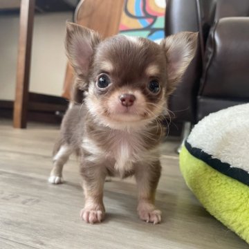 チワワ(ロング)【滋賀県・男の子・2025年5月3日・チョコレートタン&クリーム】の写真「𝖵𝖾𝗋𝗒 𝖼𝗎𝗍𝖾ボーイ🤎」