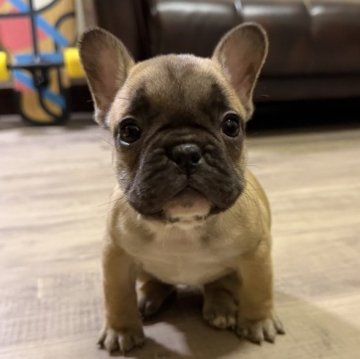 フレンチブルドッグ【滋賀県・女の子・2025年10月29日・フォーン】の写真「濃い色のフォーン姫♡」