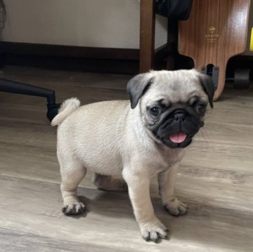 パグ【滋賀県・女の子・2025年4月28日・フォーン】の写真「健康優良児のチビチビガール♡♡」