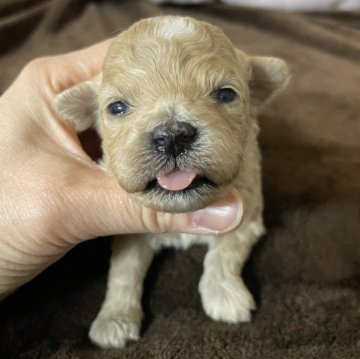 マルプー(マルチーズ×トイプードル)【滋賀県・女の子・2025年1月5日・アプリコット】の写真「マルプー女の子可愛いお顔してます」