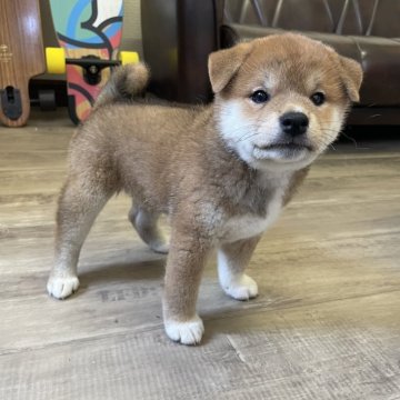 柴犬(標準サイズ)【滋賀県・女の子・2025年6月13日・赤】の写真「小さいサイズの女の子❤️」