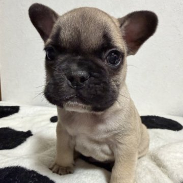 フレンチブルドッグ【滋賀県・男の子・2025年10月17日・フォーン】の写真「骨量たっぷり綺麗なフォーンくん」