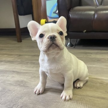 フレンチブルドッグ【滋賀県・男の子・2025年3月5日・クリーム】の写真「おチビクリーム君」