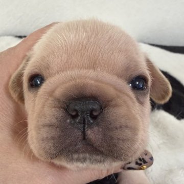 フレンチブルドッグ【滋賀県・男の子・2025年10月29日・クリーム】の写真「コロッコロのクリーム君🍦」