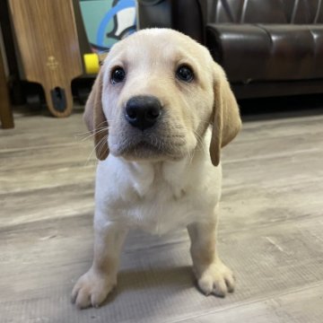 ラブラドールレトリバー【滋賀県・女の子・2025年5月9日・イエロー】の写真「健康優良児のcuteちゃん💛」