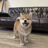 柴犬(標準サイズ)
