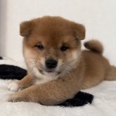 柴犬(標準サイズ)