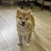 柴犬(標準サイズ)