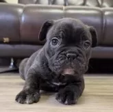 フレンチブルドッグ