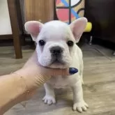 フレンチブルドッグ