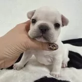 フレンチブルドッグ