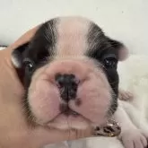 フレンチブルドッグ