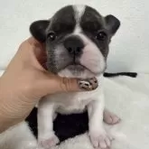 フレンチブルドッグ