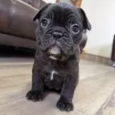 フレンチブルドッグ