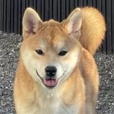 柴犬(標準サイズ)