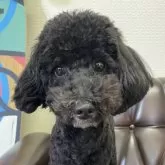 マルプー(マルチーズ×トイプードル)【滋賀県・男の子・2025年1月5日・ブラック】の写真1