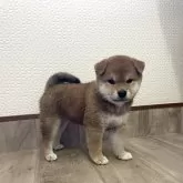 柴犬(標準サイズ)