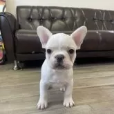 フレンチブルドッグ