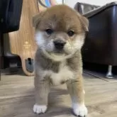 柴犬(標準サイズ)