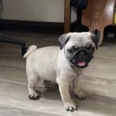 パグ
