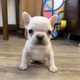 フレンチブルドッグ