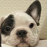 フレンチブルドッグ