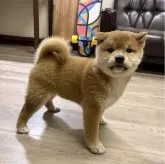 柴犬(標準サイズ)