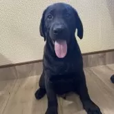 ラブラドールレトリバー【滋賀県・男の子・2025年5月9日・ブラック】の写真1