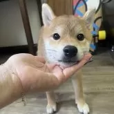 柴犬(標準サイズ)