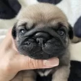 パグ