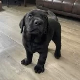 ラブラドールレトリバー【滋賀県・男の子・2025年3月14日・ブラック】の写真2