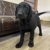 ラブラドールレトリバー【滋賀県・男の子・2025年5月9日・ブラック】の写真2